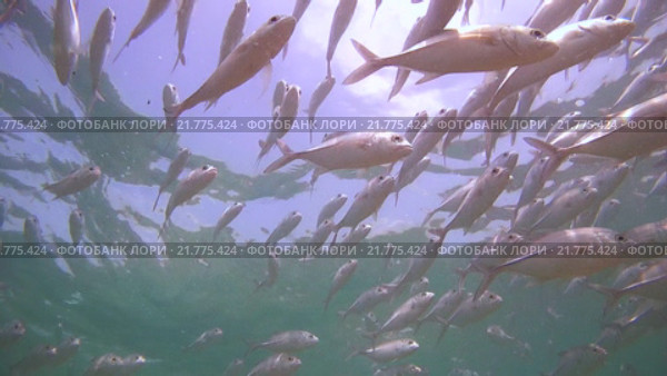 Непрерывная стая каранксов (Caranx sexfasciatus) плывет под поверхностью воды, Индийский океан. Стоковое видео, видеограф Некрасов Андрей / Фотобанк Лори