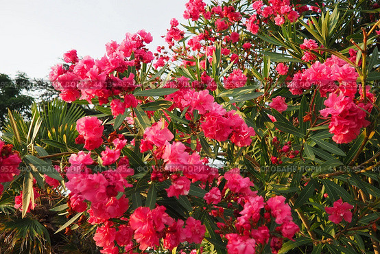 Nerium oleander, rosebay cultivated worldwide in temperate and subtropical areas as an ornamental and landscaping plant. Genus Nerium, Apocynoideae, Apocynaceae. Montenegro, Adriatic, Mediterranean. Стоковое AI-изображение, AI-художник Юлия Петровская / Фотобанк Лори