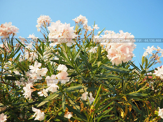 Nerium oleander, rosebay cultivated worldwide in temperate and subtropical areas as an ornamental and landscaping plant. Genus Nerium, Apocynoideae, Apocynaceae. Montenegro, Adriatic, Mediterranean. Стоковое AI-изображение, AI-художник Юлия Петровская / Фотобанк Лори