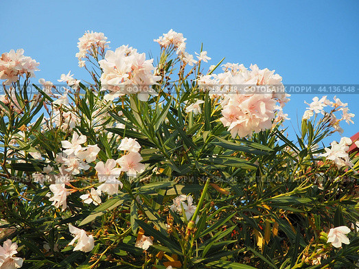 Nerium oleander, rosebay cultivated worldwide in temperate and subtropical areas as an ornamental and landscaping plant. Genus Nerium, Apocynoideae, Apocynaceae. Montenegro, Adriatic, Mediterranean. Стоковое AI-изображение, AI-художник Юлия Петровская / Фотобанк Лори