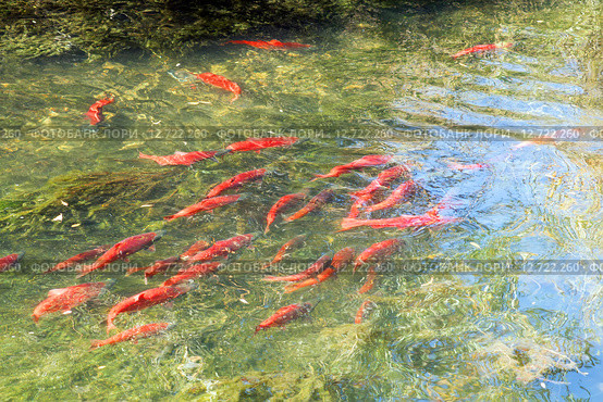 Нерка - кокани (Kokanee, Oncorhynchus nerka) во время нереста (2015 год). Стоковое фото, фотограф Ирина Кожемякина / Фотобанк Лори