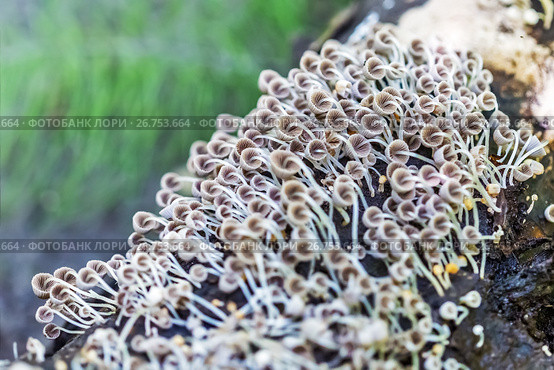 Несъедобный гриб навозничек рассеянный (лат.Coprinellus disseminatus). Многочисленные грибы на трухлявой древесине. Новосибирская область, Сибирь, Россия, август. Стоковое фото, фотограф Евгений Мухортов / Фотобанк Лори