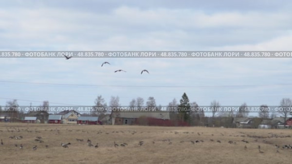 Несколько гусей летят над полем в замедленной съемке. Перелетные гуси в Карелии. Редакционное видео, видеограф Sergei Gorin / Фотобанк Лори