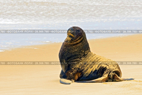 New Zealand Sea lion (Hooker's Sea lion) Otago Peninsular, New Zealand. Стоковое фото, агентство BE&W Photo / Фотобанк Лори