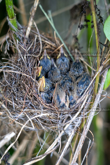 Newly hatched birds huddle closely within their nest, surrounded by greenery in a vibrant spring setting. Стоковое фото, фотограф Данила Большаков / Фотобанк Лори