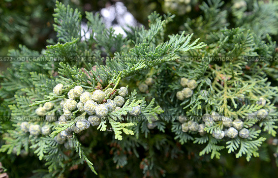 Незрелые шишкоягоды  можжевельника казацкого (Juniperus sabina  L.) Стоковое фото, фотограф Ирина Борсученко / Фотобанк Лори