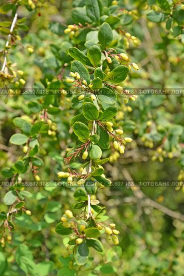 Незрелые ягоды барбариса канадского (Berberis canadensis Mill.) Стоковое фото, фотограф Ирина Борсученко / Фотобанк Лори