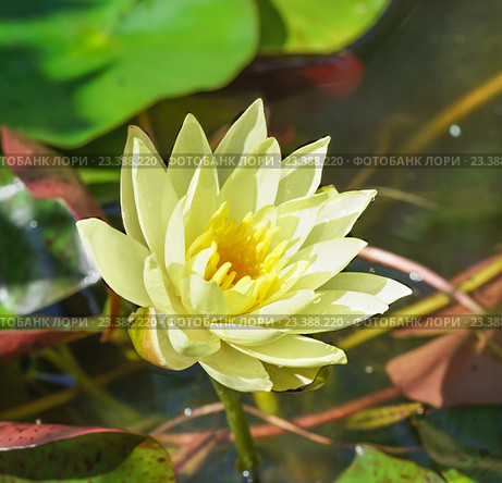 Нимфея Йелоу Сенсейшн (Yellow Sensation) Стоковое фото, фотограф Наталья Гармашева / Фотобанк Лори
