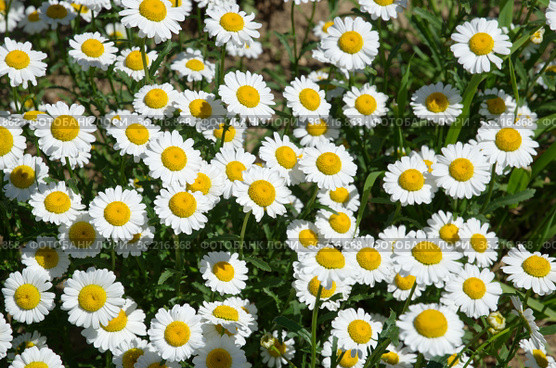 Нивяник обыкновенный (лат. Leucanthemum vulgare), или ромашка садовая, фон. Стоковое фото, фотограф Елена Коромыслова / Фотобанк Лори