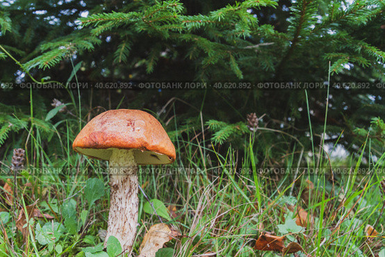 Noble red mushroom grows under the tree in the forest in early autumn. Стоковое фото, фотограф Виктория Подгорная / Фотобанк Лори