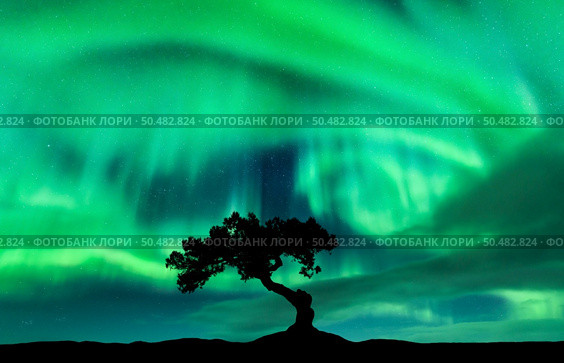 Northern lights over the alone tree at night. Aurora borealis and silhouette of beautiful tree on the hill. Winter landscape with polar lights, sky with stars and bright green aurora. Colorful scenery. Стоковое фото, агентство Ingram Publishing / Фотобанк Лори