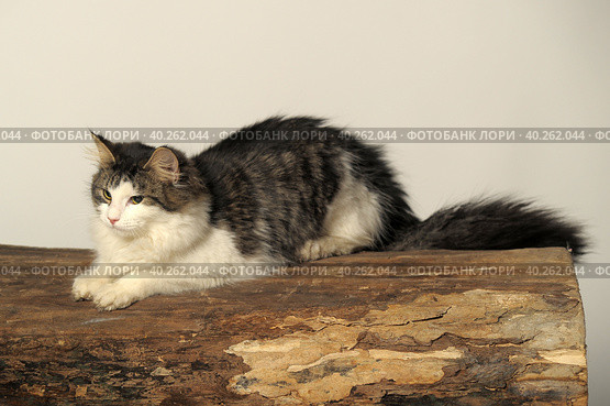 Norwegian forest cat on a tree. Стоковое фото, фотограф Анна Кривицкая / Фотобанк Лори