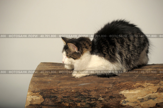 Norwegian forest cat on a tree. Стоковое фото, фотограф Анна Кривицкая / Фотобанк Лори