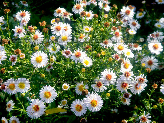 Новобельгийские астры. Сентябринки. (Symphyotrichum novi-belgii) Стоковое фото, фотограф Фотиния Куимова / Фотобанк Лори