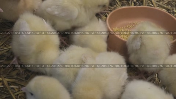 Новорожденные цыплята. Стоковое видео, видеограф Nobilior / Фотобанк Лори