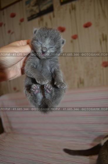 Новорожденный серенький котенок . 7 дней. Newborn twin  gray, kittens . 7 days. Стоковое фото, фотограф Светлана Федорова / Фотобанк Лори