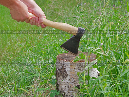 Новый топор в пне. Axe stuck in birch stump. Стоковое фото, фотограф Татьяна Д / Фотобанк Лори