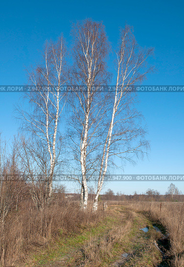 Ноябрь. Стоковое фото, фотограф Виктор Карасев / Фотобанк Лори