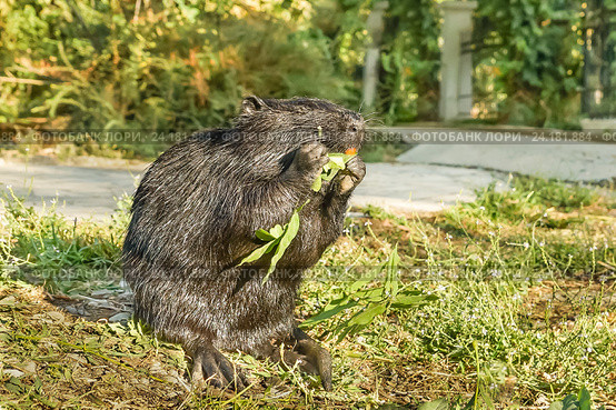 Нутрия, или коипу, или болотный бобр (лат. Myocastor coypus) — млекопитающее отряда грызунов ест листья ясеня  (лат. Fraxinus) Стоковое фото, фотограф Наталья Гармашева / Фотобанк Лори
