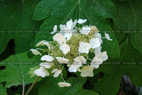 Oakleaf hydrangea (lat. Hydrangea quercifolia) Стоковое фото, фотограф Irina Opachevsky / Фотобанк Лори