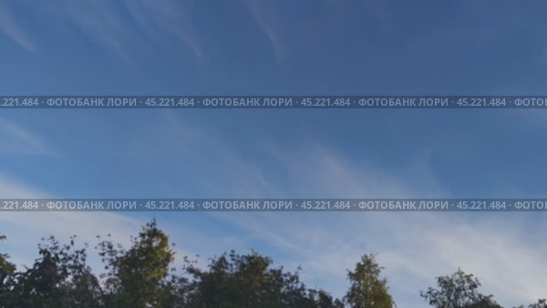 Облака над верхушками деревьев. Летний солнечный день, ветер качает деревья. По синему небу быстро перемещаются белые кучевые облака на разных высотах. Они меняют свою форму и размер на ходу. Стоковое видео, видеограф Andrew_Swarga / Фотобанк Лори