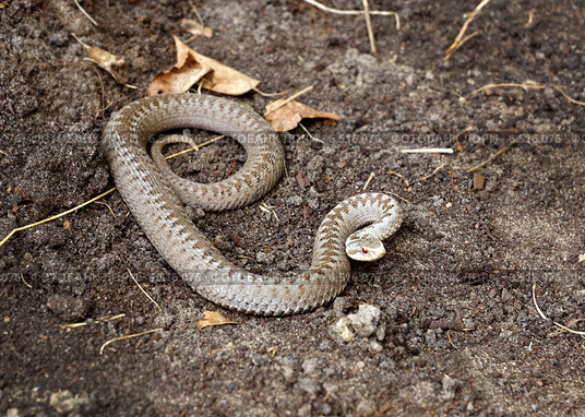 Обыкновенная гадюка (Vipera berus) в оборонительной позе. Стоковое фото, фотограф Ирина Кожемякина / Фотобанк Лори