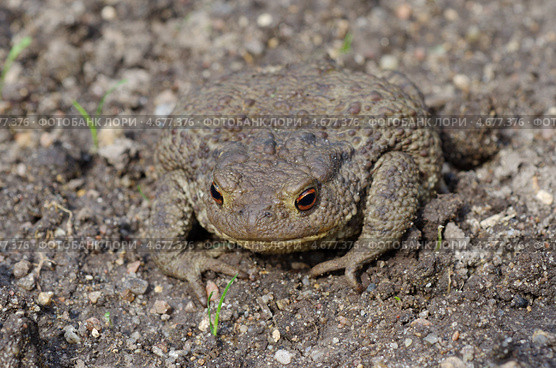 Обыкновенная серая жаба (Bufo bufo) Стоковое фото, фотограф Елена Коромыслова / Фотобанк Лори