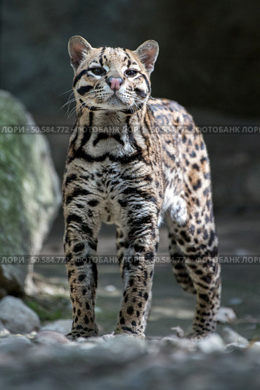 ocelot close up portrait while hunting. Стоковое фото, агентство Ingram Publishing / Фотобанк Лори