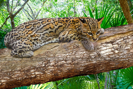 Ocelote Leopardus pardalis Ocelot cat in central america Jungle photomount. Стоковое фото, агентство Ingram Publishing / Фотобанк Лори