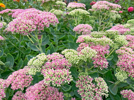 Очиток, или Седум (лат. Sedum) Стоковое фото, фотограф Мария Кылосова / Фотобанк Лори