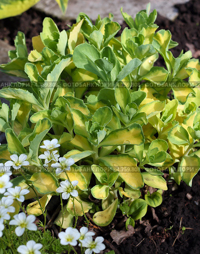 Очиток или Седум видный пёстролистный (Sedum spectabile variegata) Стоковое фото, фотограф Евгений Мухортов / Фотобанк Лори
