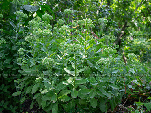 Очиток пурпурный (заячья капуста,  скрипун, седум, лат. sedum), куст с бутонами. Стоковое фото, фотограф Лариса Веселова / Фотобанк Лори