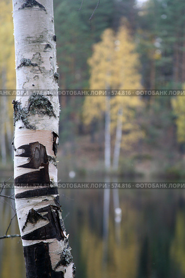 Одинокая березка на фоне осеннего леса, фрагмент. Стоковое фото, фотограф Gagara / Фотобанк Лори