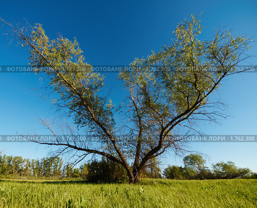 Одинокое дерево на фоне голубого неба. Стоковое фото, фотограф Andrey M / Фотобанк Лори
