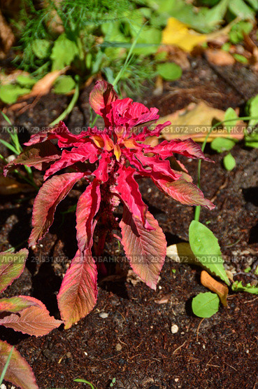 Однолетнее лекарственное растение Амарант, или Щирица (лат. Amaranthus) Стоковое фото, фотограф lana1501 / Фотобанк Лори