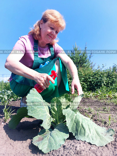 Огородная жизнь,борьба с вредителями растений,подрезка кустов,садоводство. Стоковое фото, фотограф Галина Беляева / Фотобанк Лори
