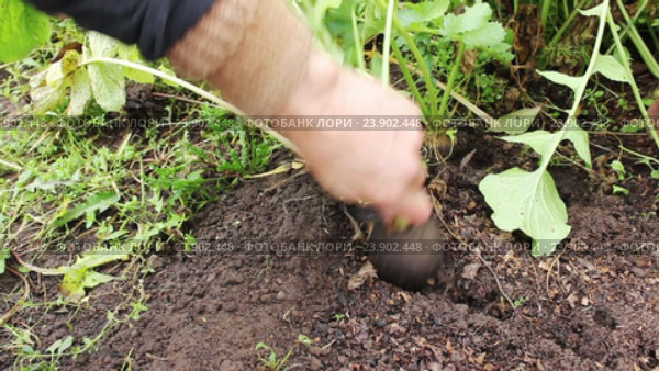 Огородник извлекает редьку из почвы. Стоковое видео, видеограф Александр Романов / Фотобанк Лори