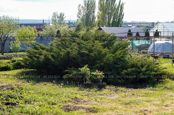 Огромный раскидистый можжевельник казацкий (Juniperus sabina) на фоне сада и построек. Стоковое фото, фотограф Евгения Золкина / Фотобанк Лори