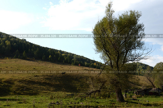 Окрестности таёжного посёлка Генералка в горах Алтайского края. Стоковое фото, фотограф Free Wind / Фотобанк Лори