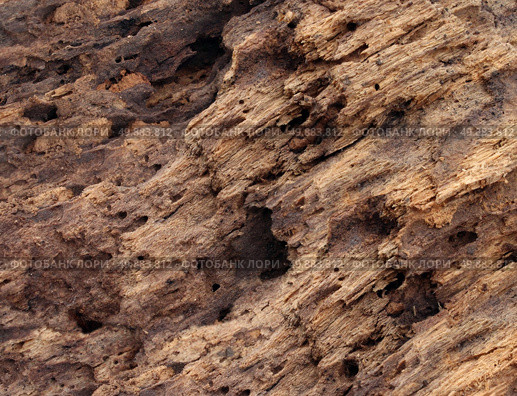 Old damaged wood as a symbol of aging decay or termite insect damage as a tree rotting with holes and tunnels weathered by natural elements inas a close up. Стоковое фото, агентство Ingram Publishing / Фотобанк Лори