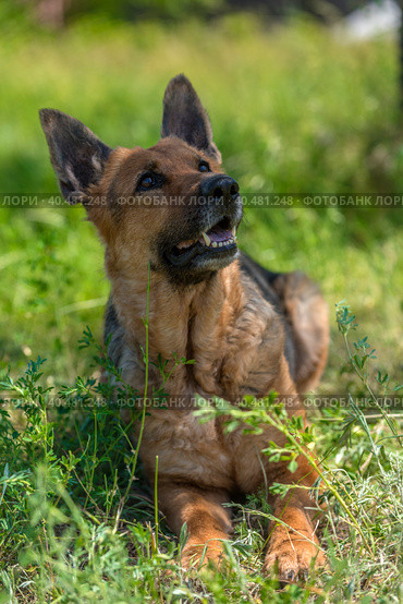Old german shepherd among green grass. Стоковое фото, фотограф Анна Кривицкая / Фотобанк Лори