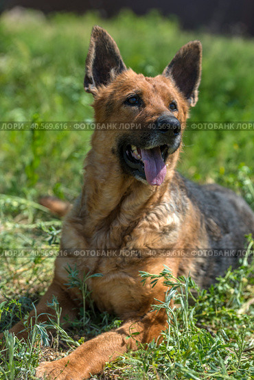 Old german shepherd among green grass. Стоковое фото, фотограф Анна Кривицкая / Фотобанк Лори