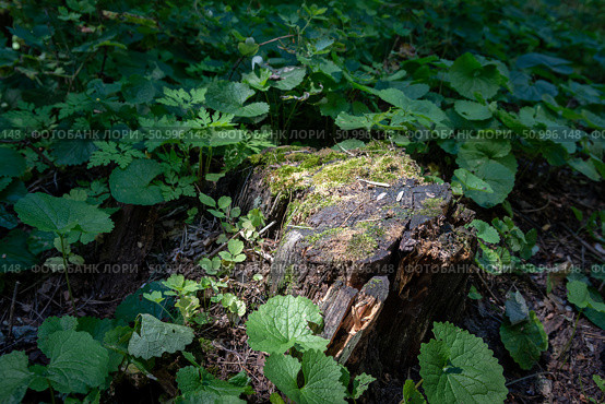 Old stump tabletop - outdoor podium, summer forest, green leaves, plants, natural background. Natural product display stand, shade and coolness concept on a hot day. Стоковое фото, фотограф Анищенко Геннадий / Фотобанк Лори