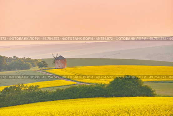 Old windmill in blooming Spring landscape with rolling hills. Yellow colza canola fields in sunset light. Warm May weather. Kunkovice, Moravia, Czech Republic. Стоковое фото, агентство Ingram Publishing / Фотобанк Лори