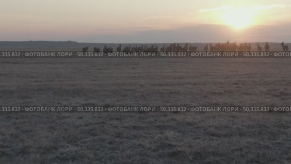 Олень благородный. Дикие животные. Cervus elaphus. Стоковое видео, видеограф Дмитрий Якубович / Фотобанк Лори