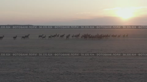 Олень благородный. Дикие животные. Cervus elaphus. Стоковое видео, видеограф Дмитрий Якубович / Фотобанк Лори