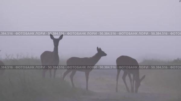 Олень благородный дикие животные Cervus elaphus. Стоковое видео, видеограф Дмитрий Якубович / Фотобанк Лори