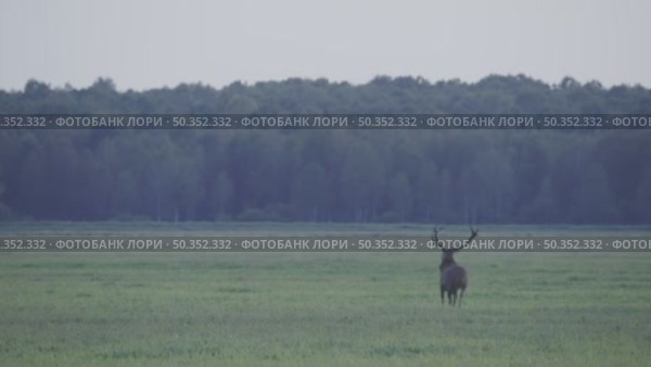Олень благородный. Самец во время гона. Дикие животные в сезон размножения. Cervus elaphus. Стоковое видео, видеограф Дмитрий Якубович / Фотобанк Лори