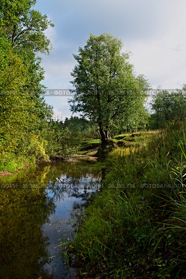 Ольха осенью. Стоковое фото, фотограф Игорь Камаев / Фотобанк Лори