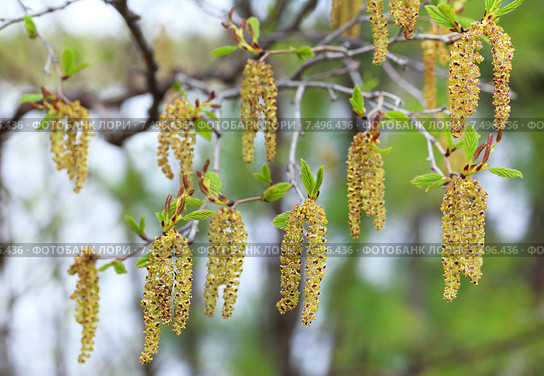 Ольха серая или Ольха белая, или Елоха (Alnus incana). Весна, ветка растения с серёжками. Стоковое фото, фотограф Григорий Писоцкий / Фотобанк Лори